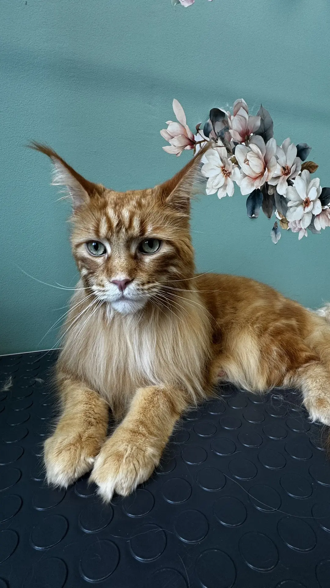 Кошки тоже ходят на груминг — и им это очень нужно! 🐱✨