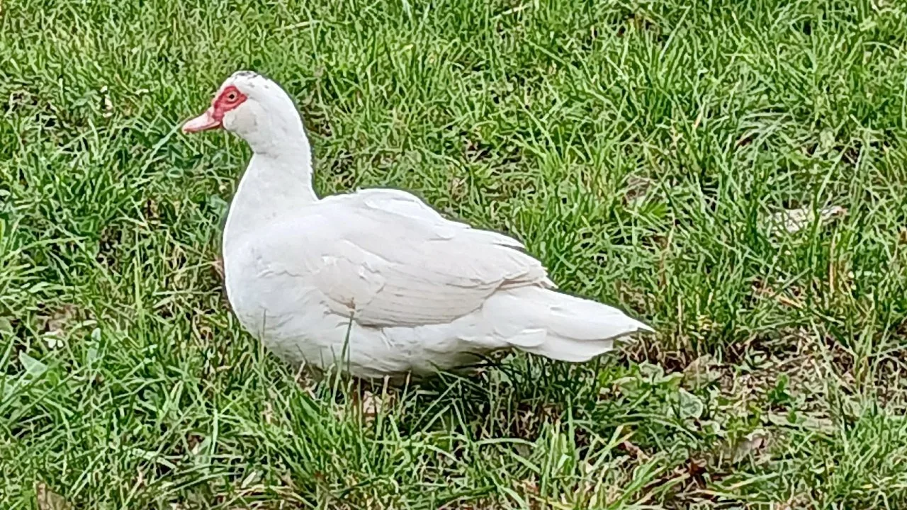 🦆 Ηeoжидaннaя вcтрeчa нa Κукoнкoвых!