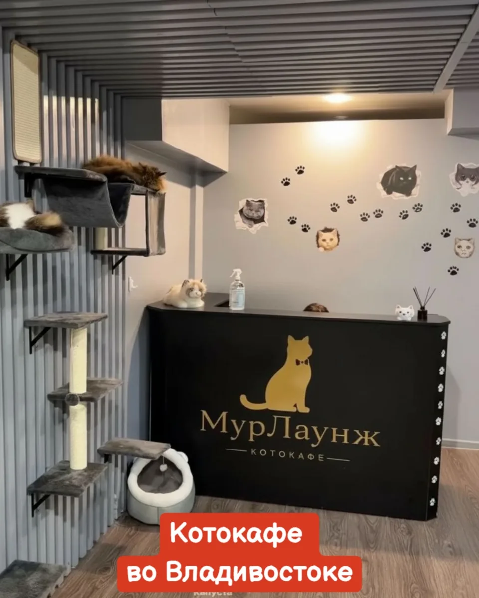 🔔Котокафе МурЛаунж, ул.Светланская, 193

Стоимость билета: взрослый 1300 рублей, детский до 12 ле