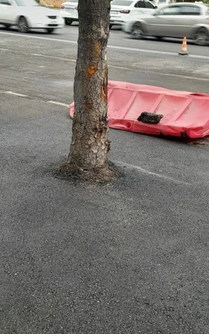 В центре Мариуполя заасфальтировали деревья 🙈