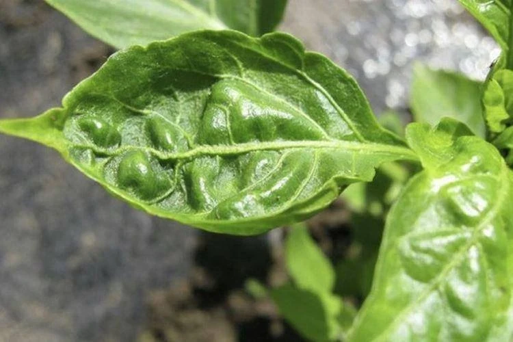 🍅🫑 Почему у помидоров и перца скручиваются листья? 

⏺Листья скручиваются в спираль — это признак 