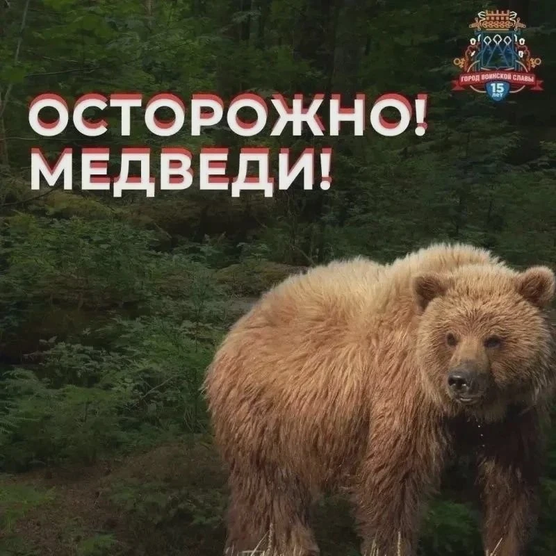 Сообщения о медведях в Петропавловске проверяют круглые сутки