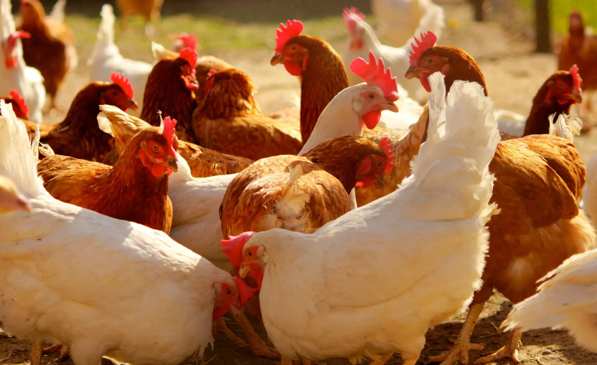 🐔 Внимание владельцам домашней птицы!