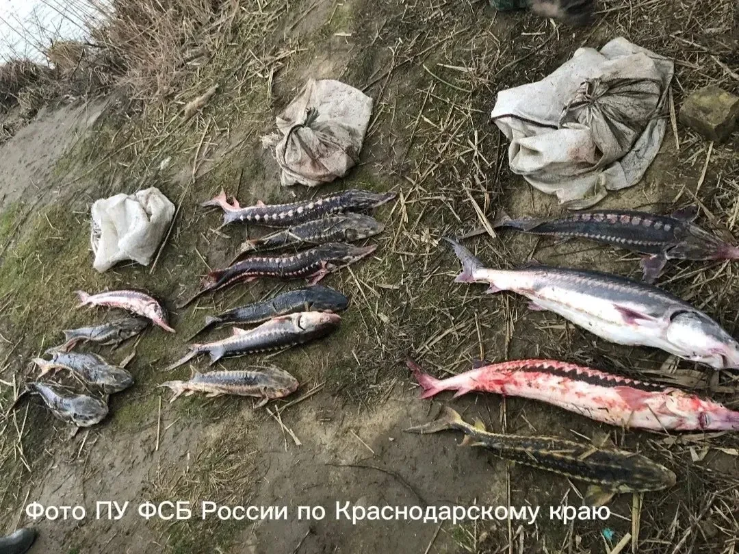 Житель Темрюка осужден за незаконный вылов осетровых рыб