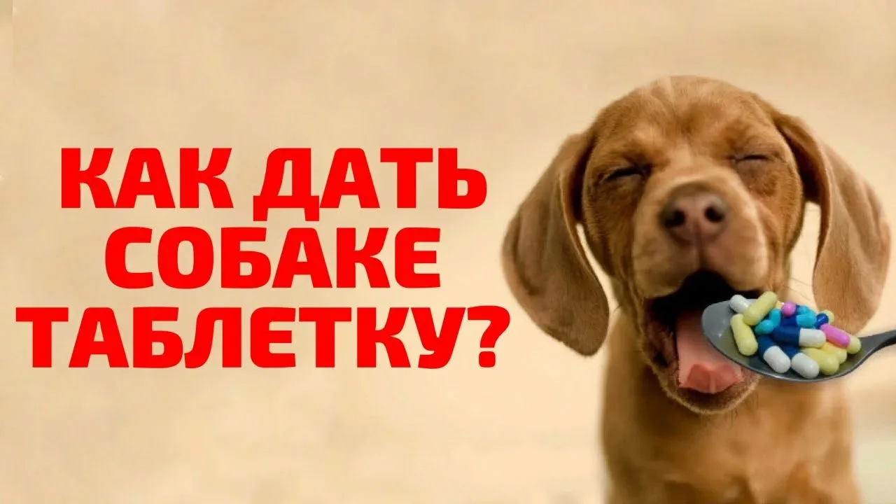 Как дать таблетку питомцу: 4 простых способа