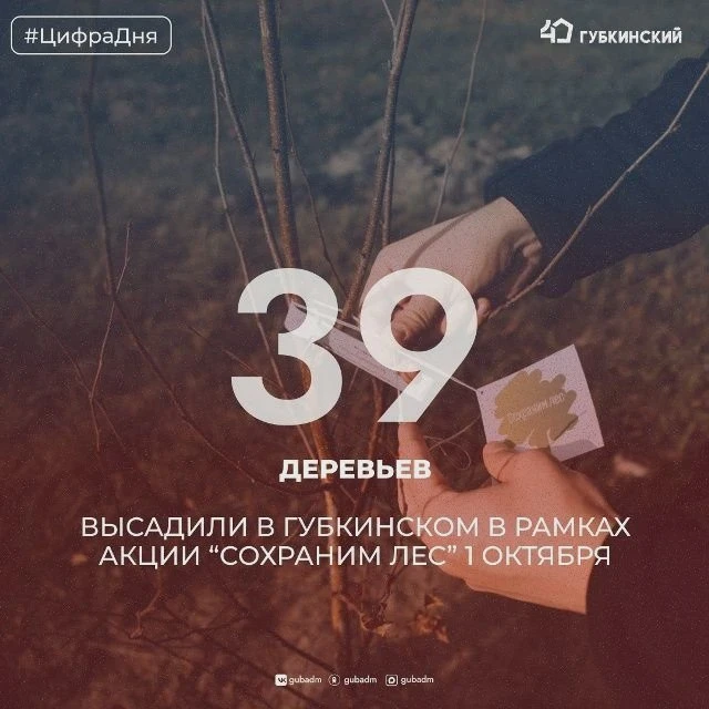 Губкинцы высадили за год 1178 деревьев