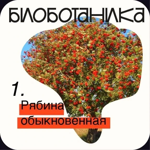 Рябина обыкновенная