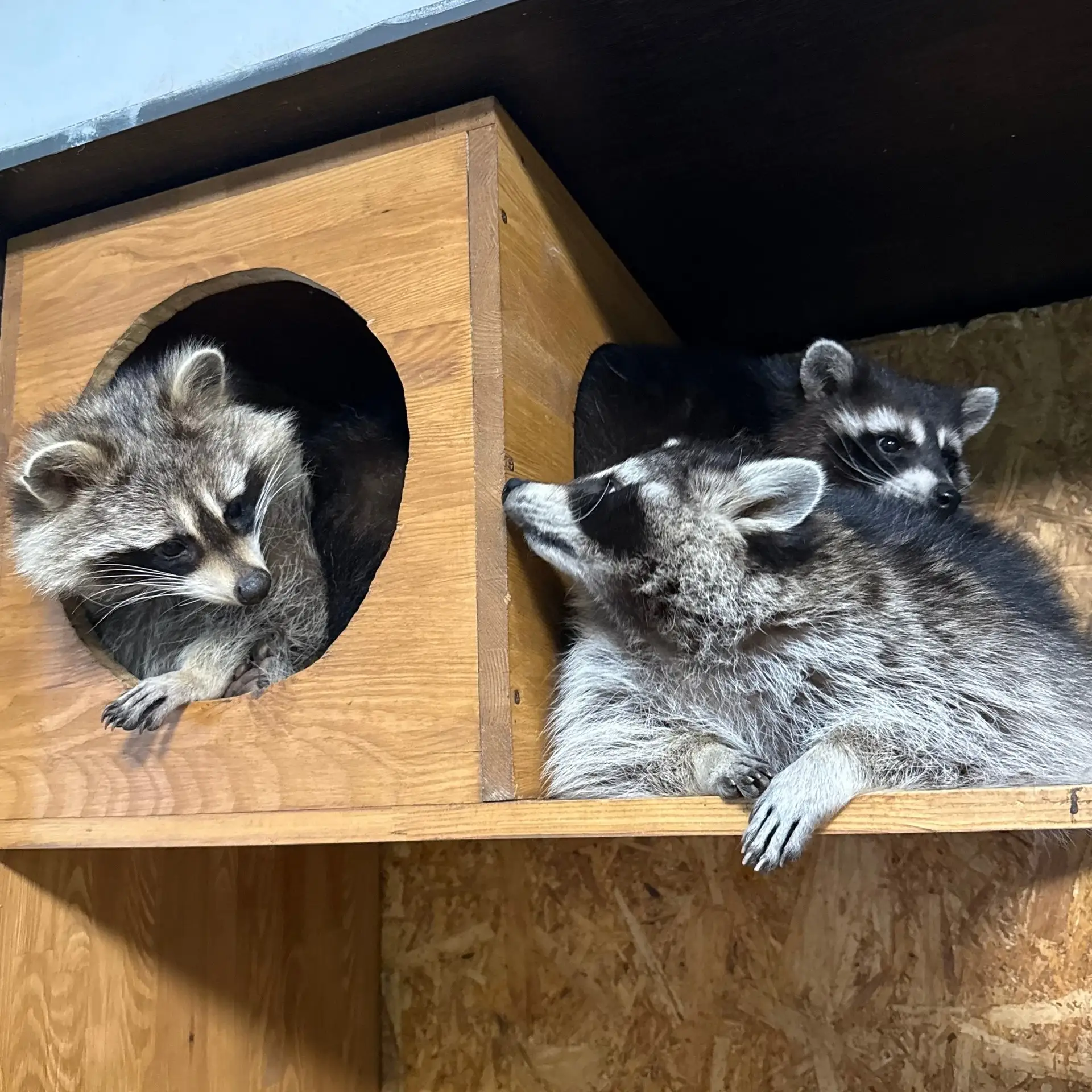 🦝Экскурсия в Енотсбург в Рязани