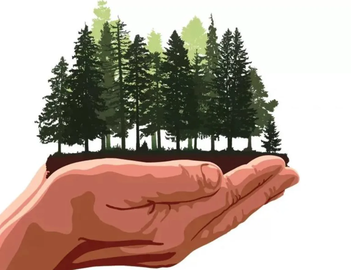 🌿 Сохраняем леса вместе