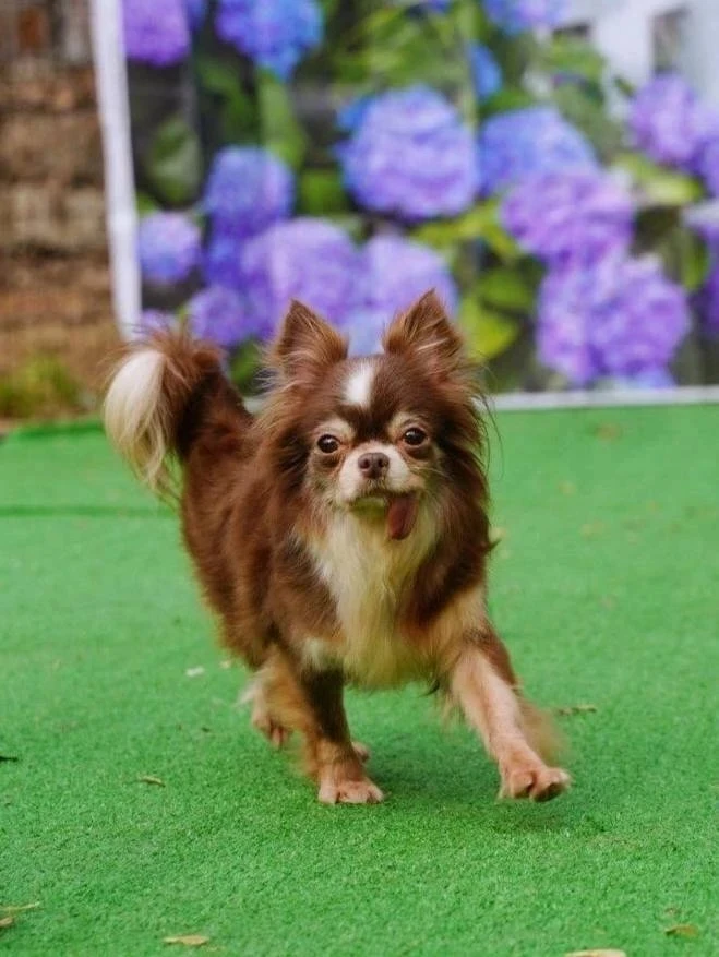 Ищет дом нежное чудо Сакура, приезжайте  в Домик Мелкашей Балашиха! 🐶✨    Москва и МО  Меня зовут Са