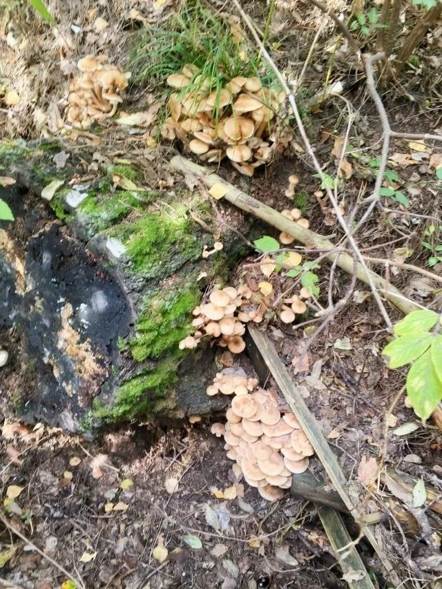 🌿👍Сезон опят в самом разгаре