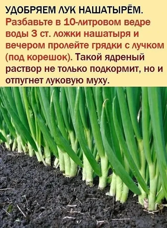 Удобряем лук