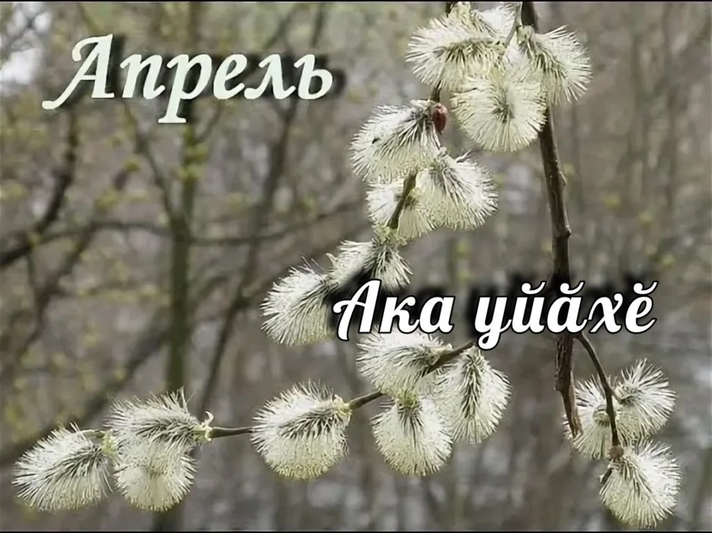 💢Апрель- ака уйӑхне те кӗтӗмӗр.
