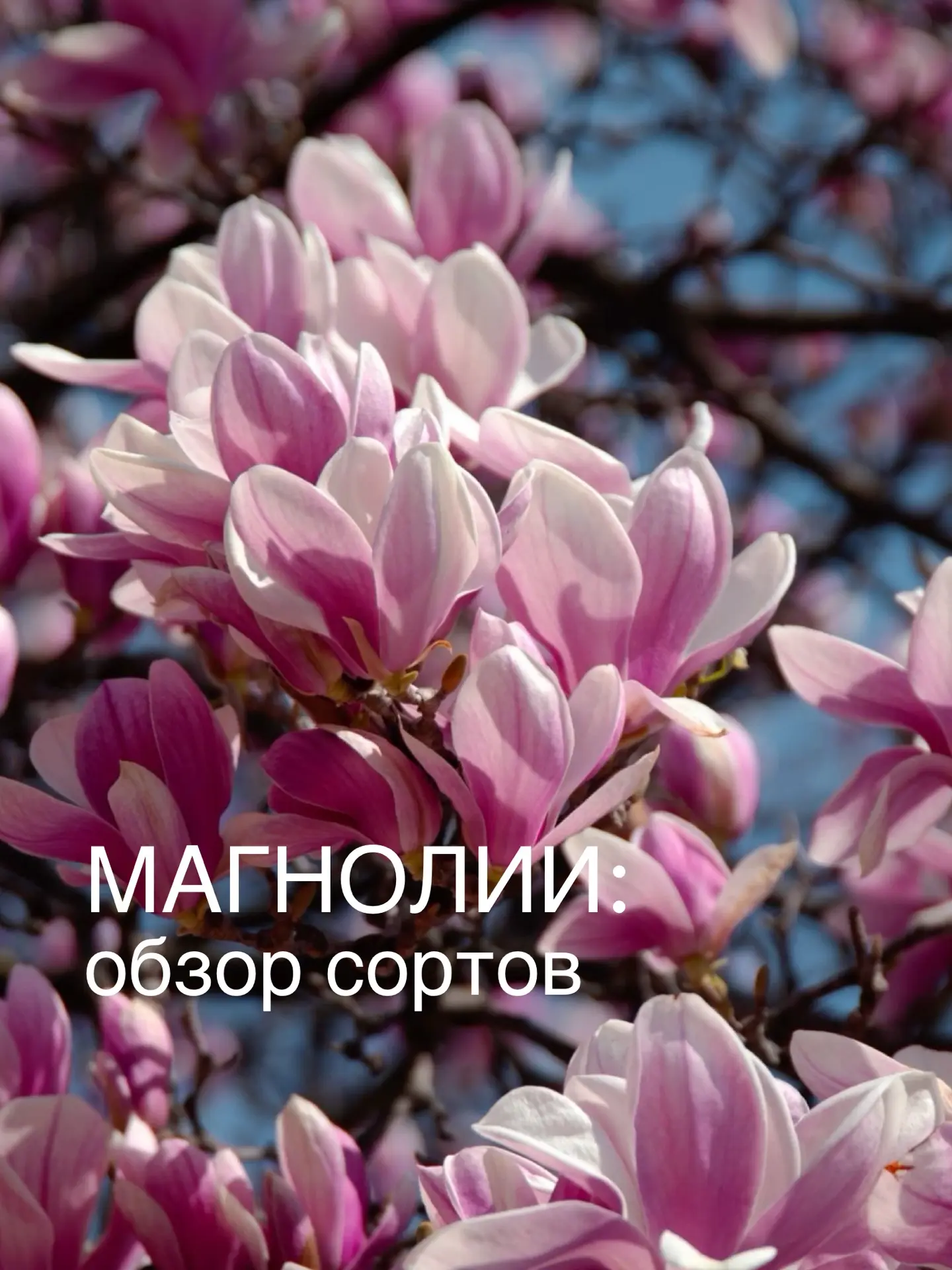 Магнолии - это не экзотика. 6 и 5 зоны морозостойкости для этих видов прекрасно подходят. А это усто