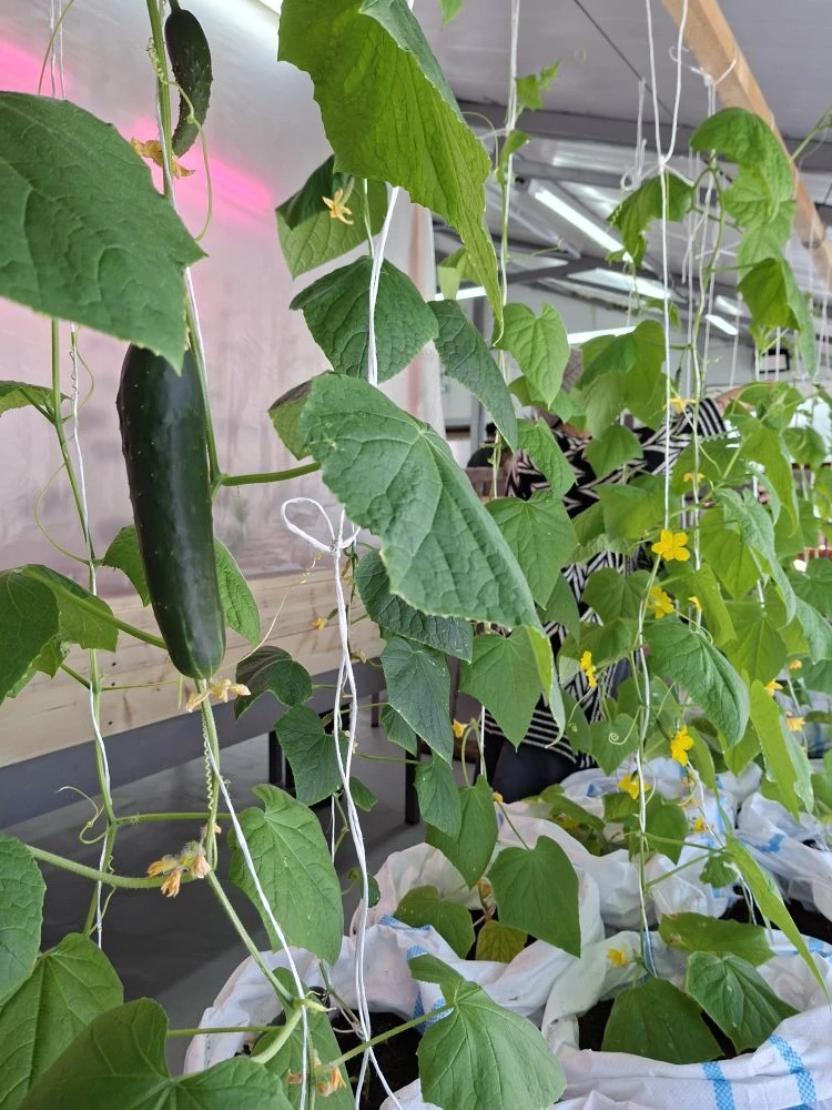 Вот и появляются долгожданные огурчики🥒🥒🥒