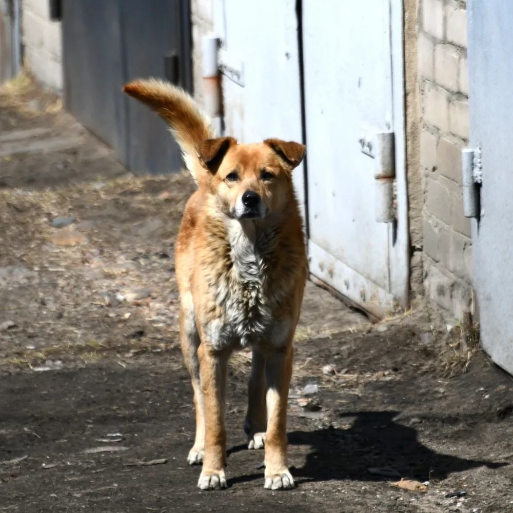 🏛🐕 Депутаты предлагают не выпускать отловленных собак обратно на улицу 
 
В Госдуме предложили мен