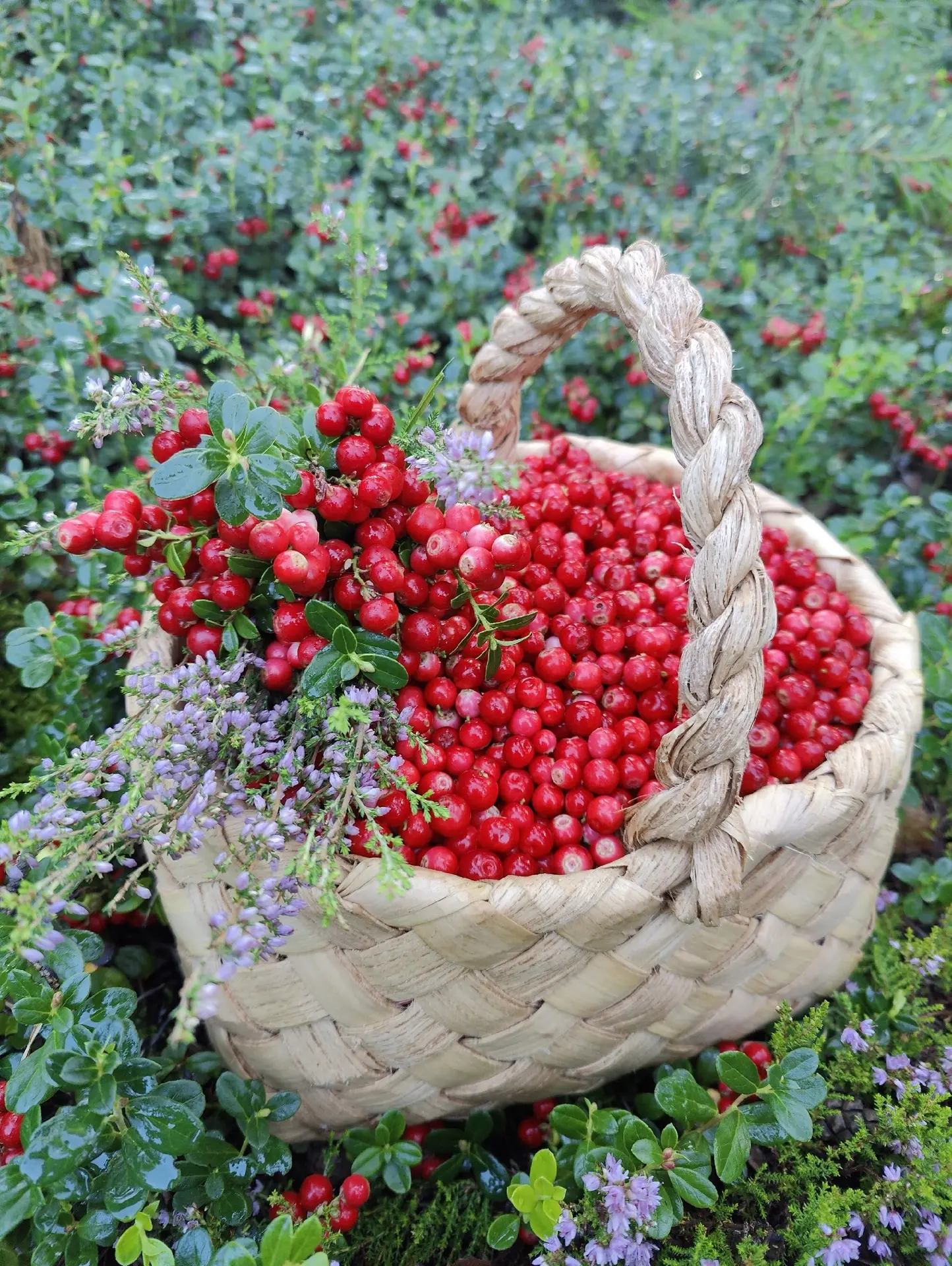 🌿Карелия?