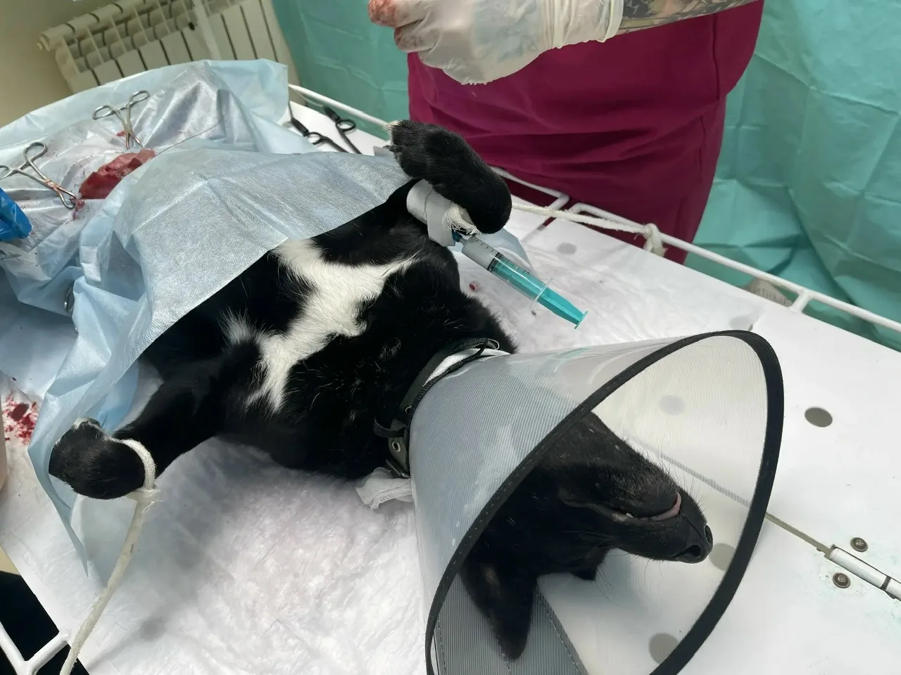 За кулисами приюта. Как ваша помощь работает каждый день. 🙏🐾  Сегодня у нас в «Омских хвостиках» сно
