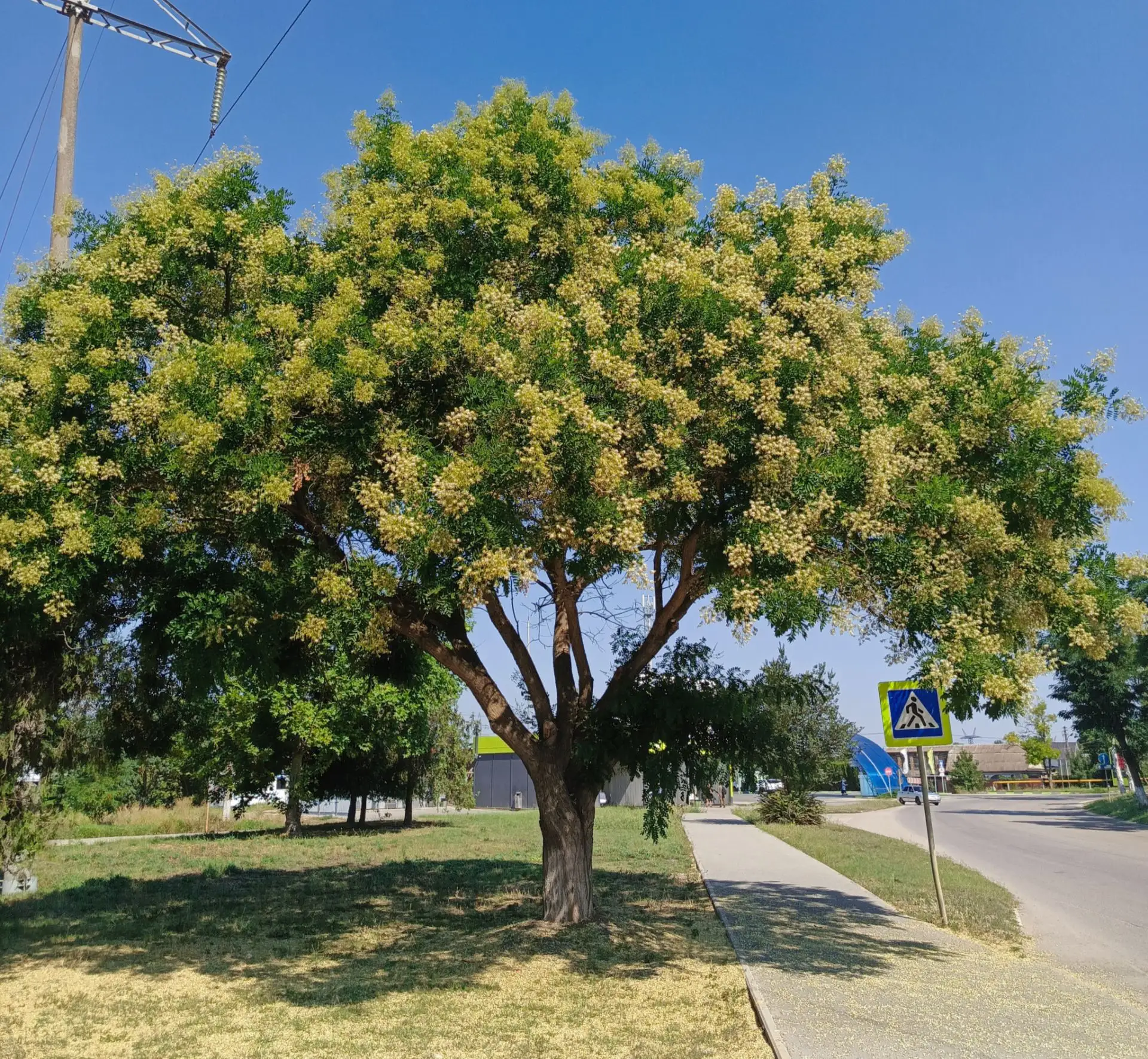🌳Керчь местами утопает в зелени этих деревьев, и это - очень хорошо, потому что очень ...
