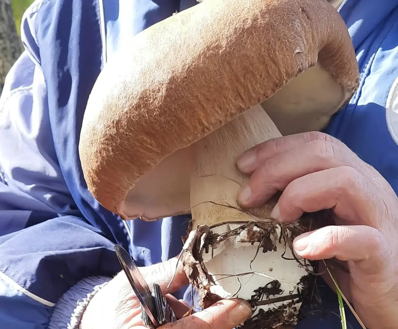 🍄 Новосибирец нашёл в лесу гриб весом 1,2 кг. Только гляньте на этого гиганта!