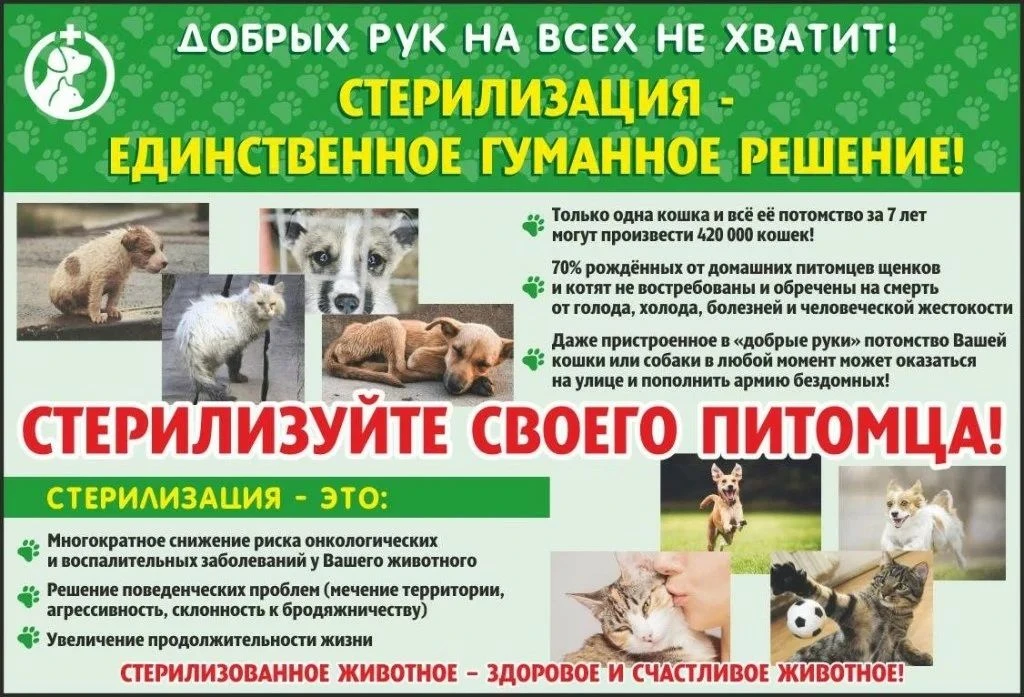 🐾 Стерилизация домашних животных — забота о здоровье и комфорте питомца! 🐾Бижбулякска...
