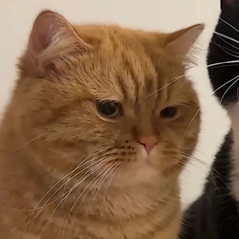 Парные авы с котами