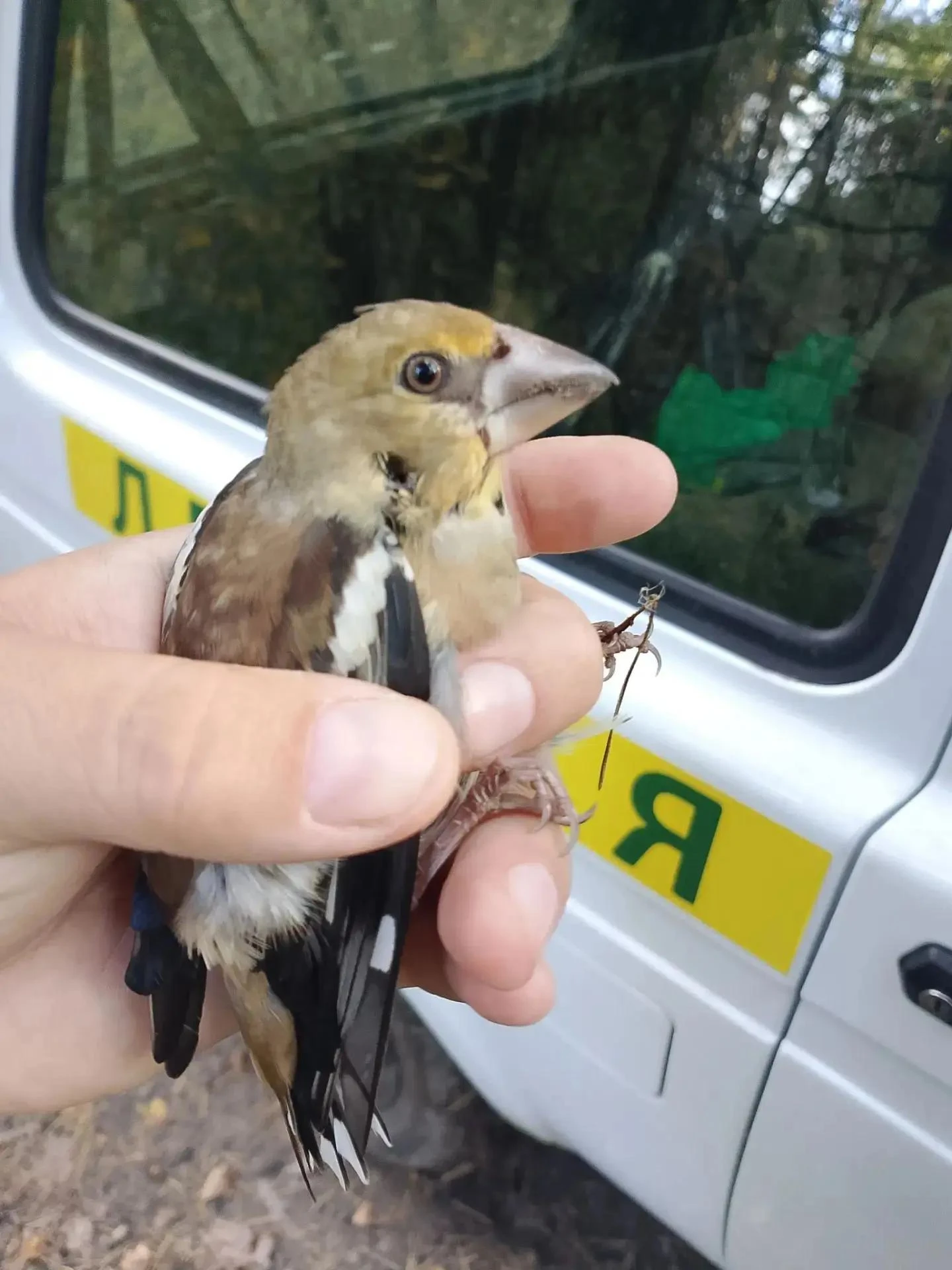 🕊️ Спасённые жизни: лесничие освободили птиц из сетей браконьеров