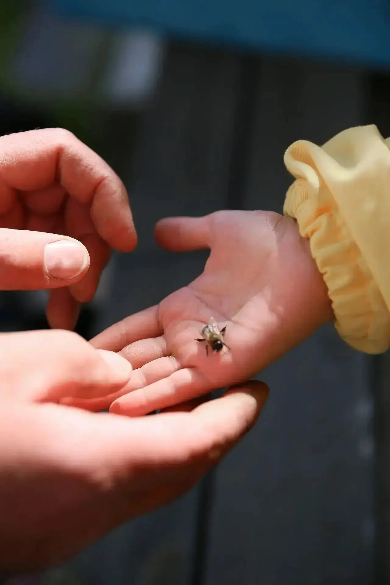 🐝Пасека Романовых🐝 ☀