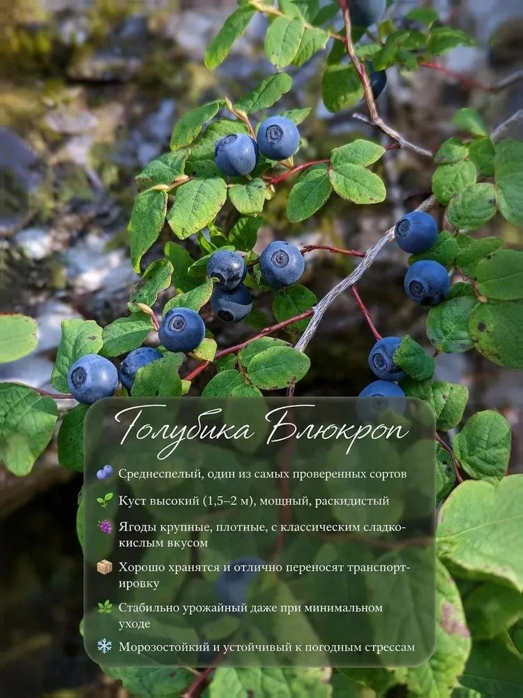 Друзья, сегодня у нас разговор пойдет о голубике и не спроста 😁.....
На распродаже хвойников каждый