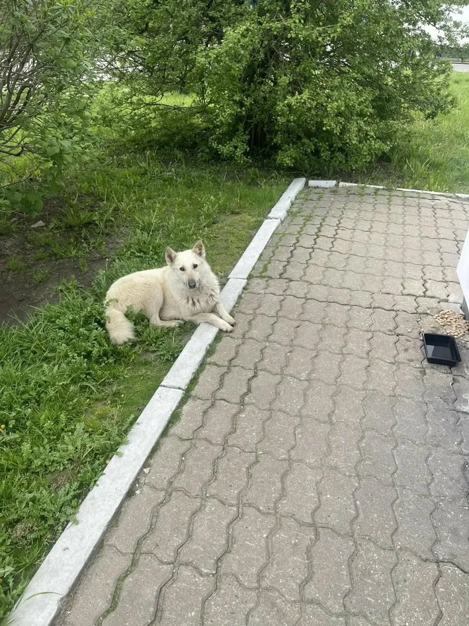 💔 У бездомного пса в Жиздре украли будку, поставленную местными жителями  На заправке у трассы М-3 н