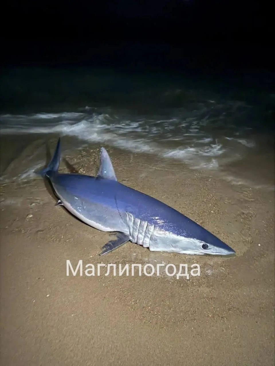 🦈 На пляже в Ольгинском районе рыбаки нашли акулу, выброшенную на берег