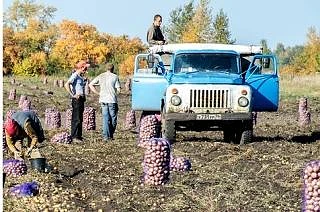 Требуются работники ( мужчины) на поле с проживанием на уборку урожая