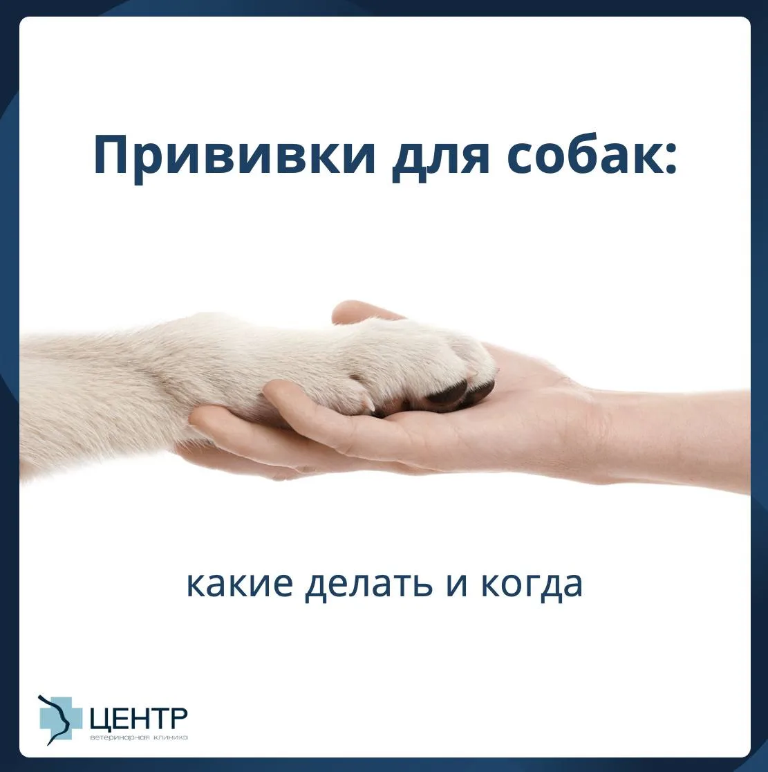 Иммунитет после прививки не сохраняется “навсегда”, а некоторые инфекции у собак до сих...