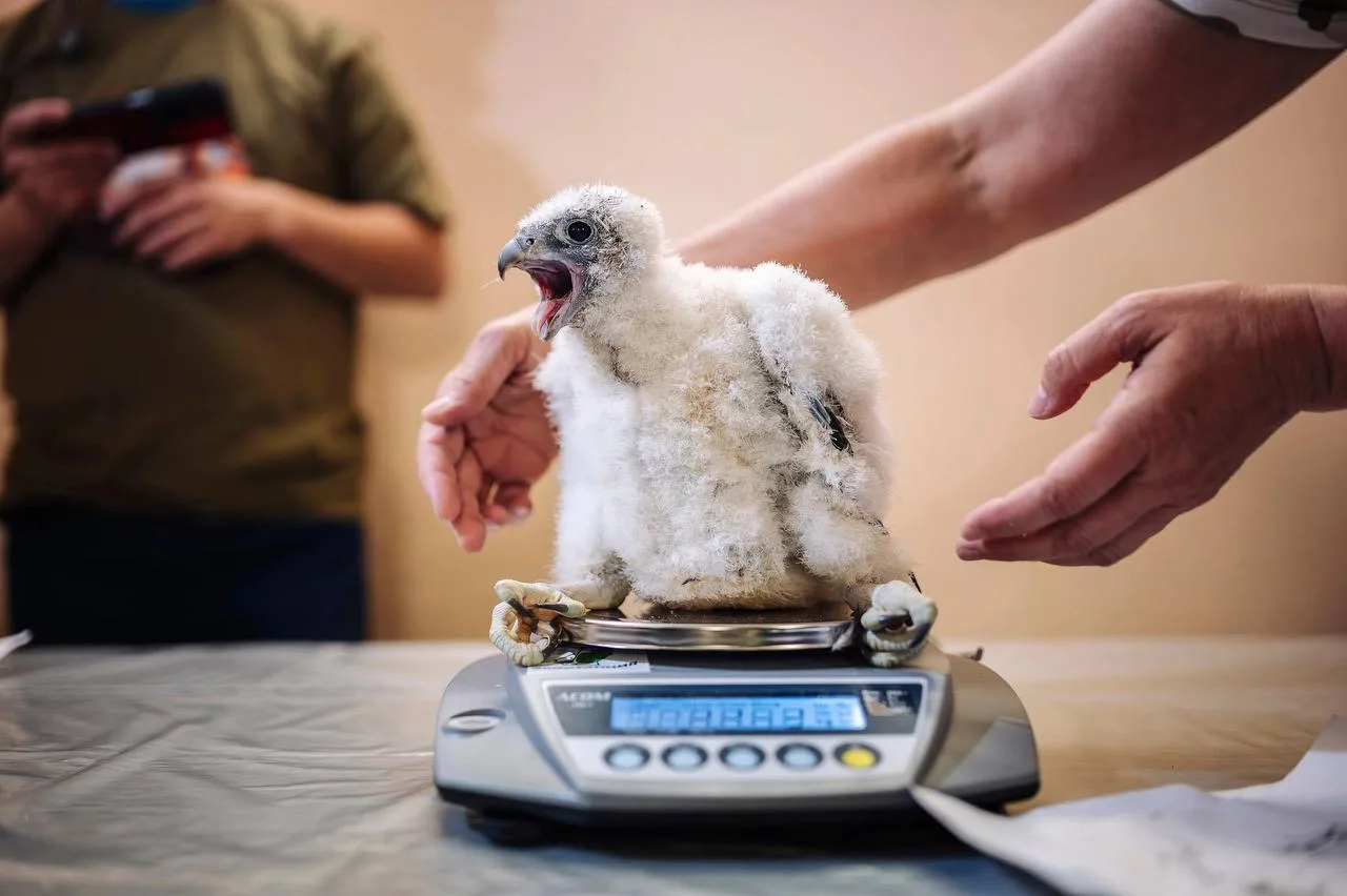 🦅 В Уфе окольцевали и дали имена птенцам сапсанов