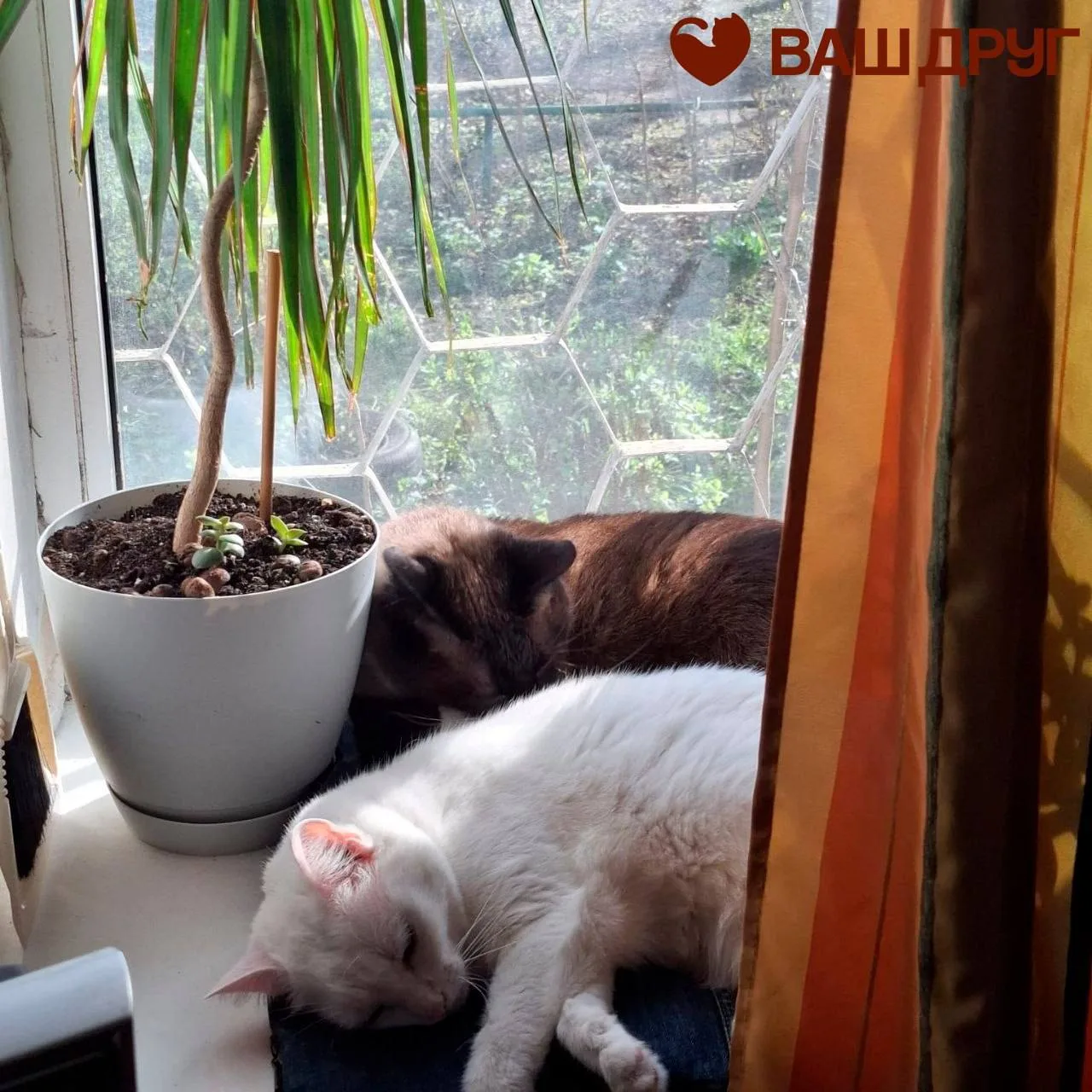 Друзья, котикам тоже нужно обниматься🐾