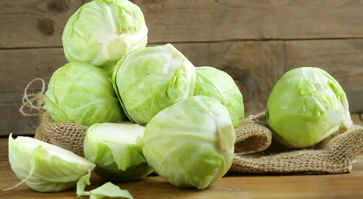 ✅ Полезные продукты: БЕЛОКОЧАННАЯ КАПУСТА