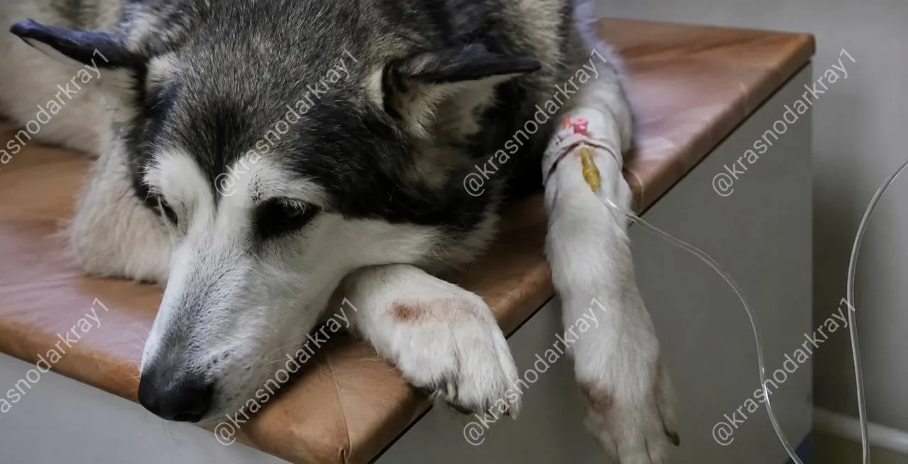 😩Кошмар в Славянске-на-Кубани: подростки расстреляли собак из ружья.   Вчера 19 мая 2026 года на угл