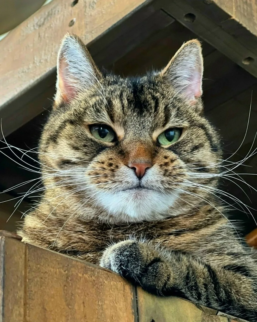 Как объяснить коту, что: