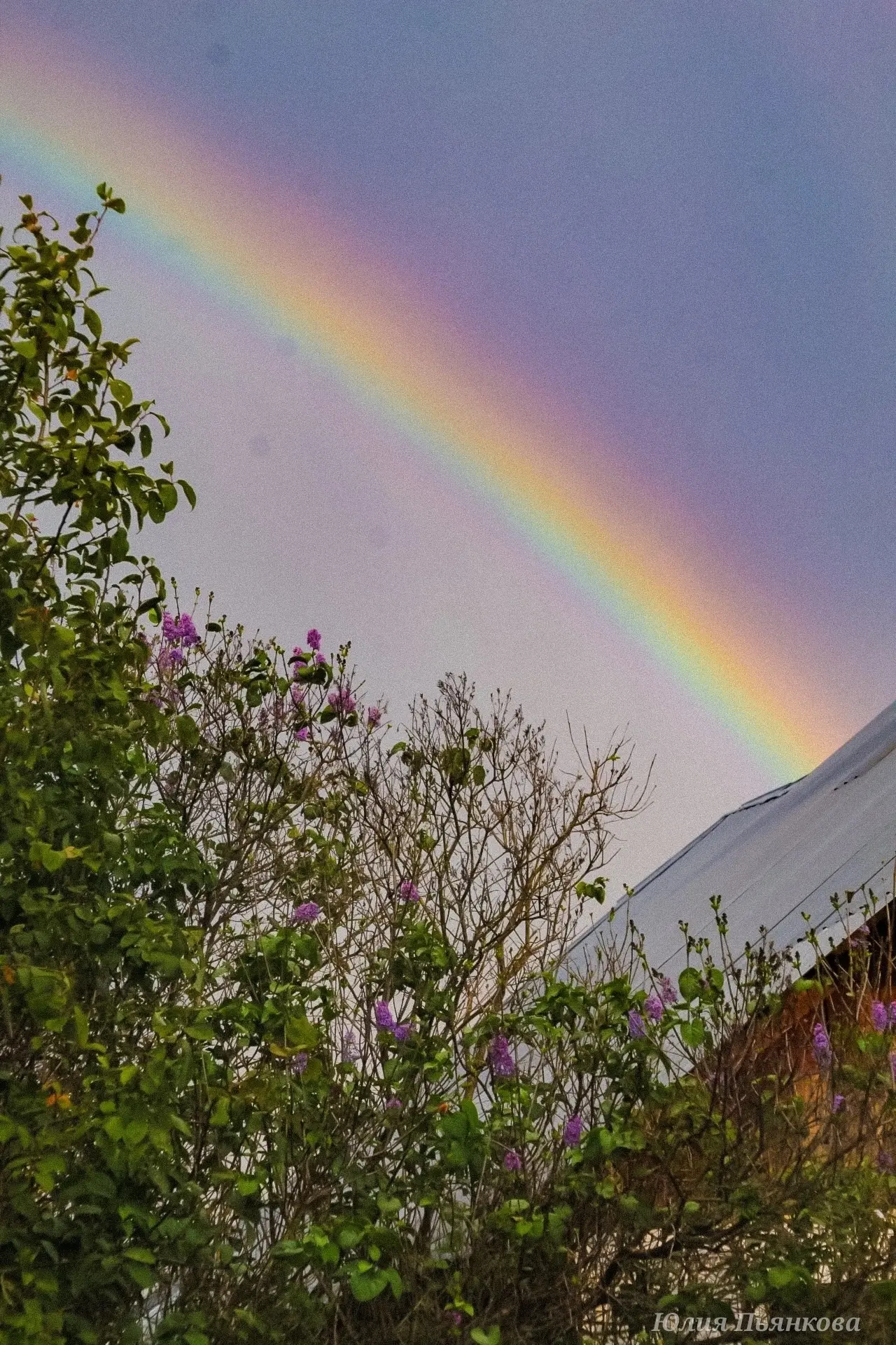 Гроза, радуга и цветущая сирень 🌩️🌈🌸