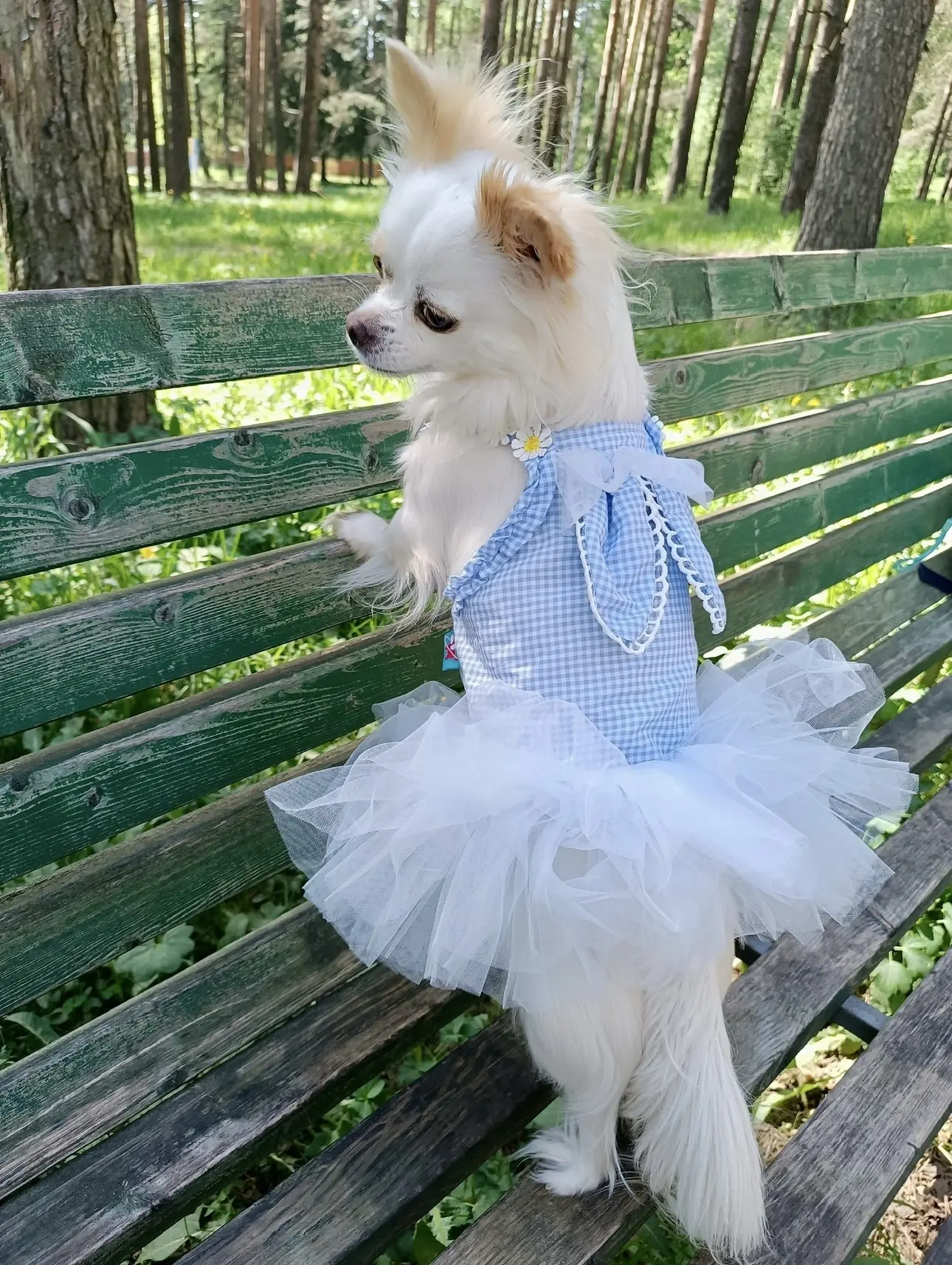 🐾😆😂
Сегодня утром обнаружила на ступеньках чей-то мужской носок...
Где же ты, мой Золушок?)))