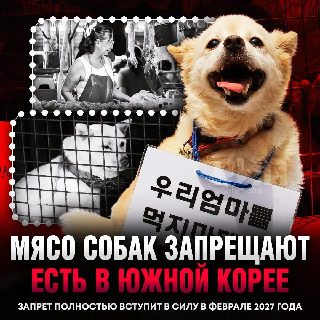 ⚡️ В Южной Корее навсегда откажутся ОТ ПОЕДАНИЯ СОБАК — там приняли закон о поэтапном запрете данной