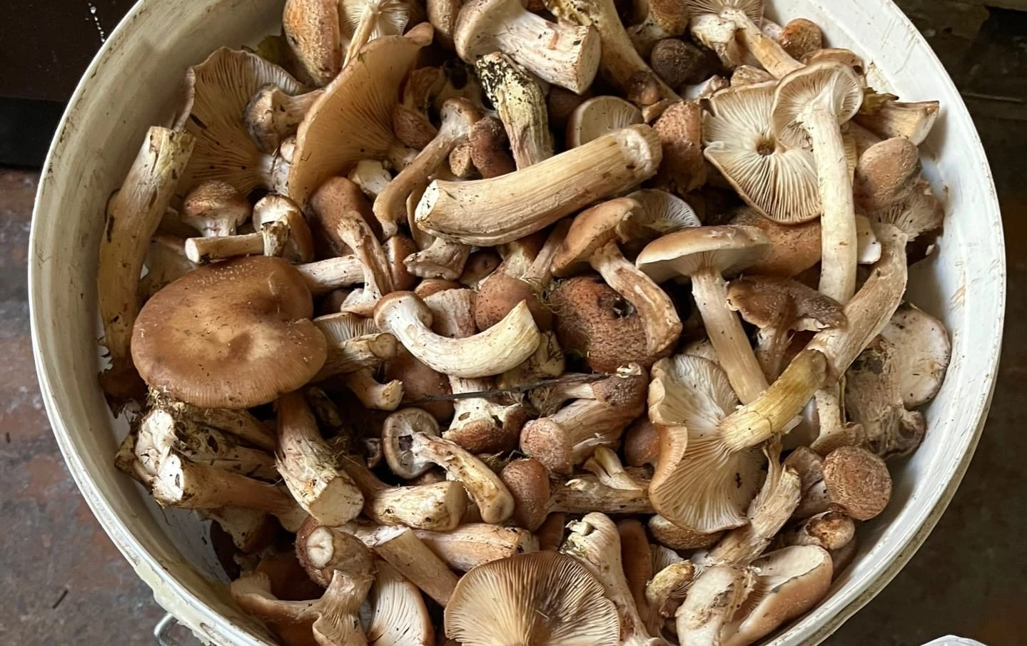 Железногорцы вёдрами собирают грибы в лесах 🍄‍🟫