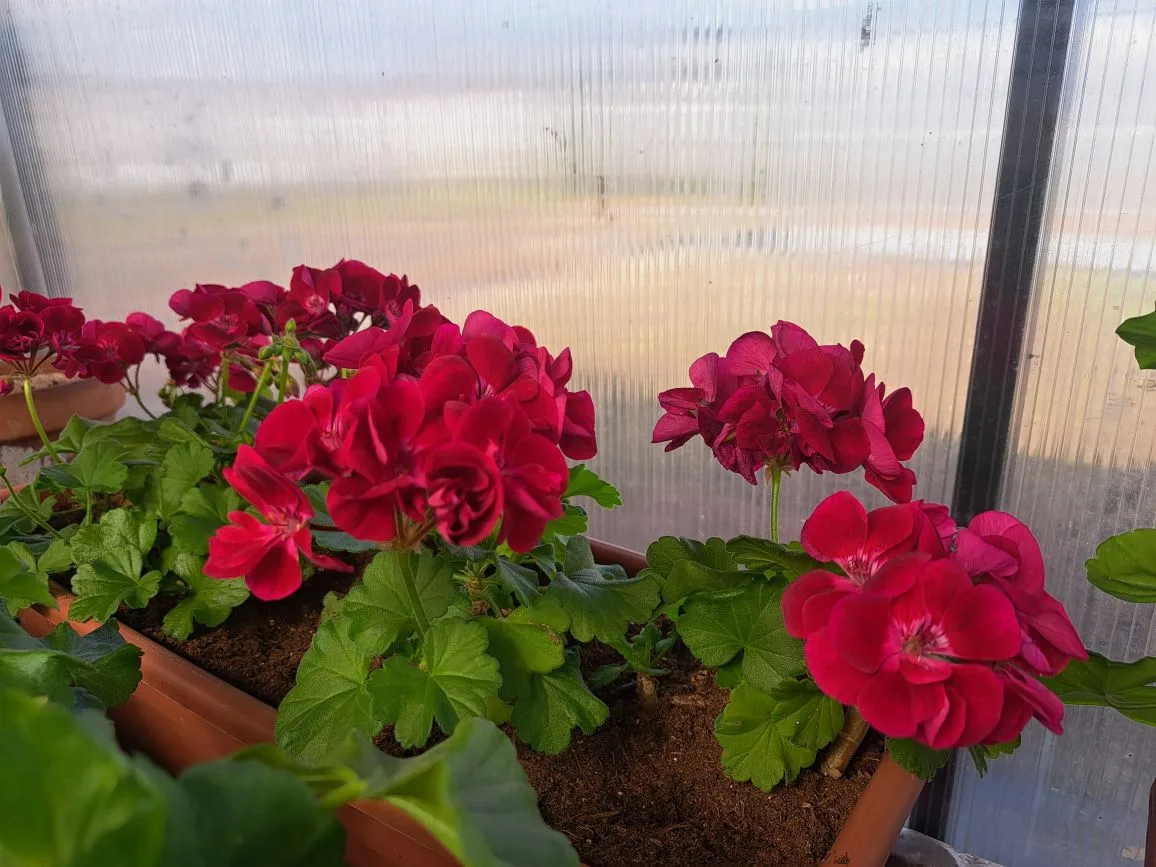 Всем здравствуйте! Весна идёт- весне дорогу! 🌱🌞🌷 Рады сообщить, что мы завершили массовое укоренение