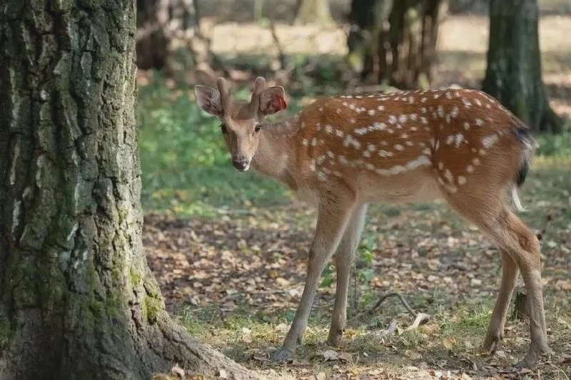 🦌 На Лосином острове начался оленьий гон