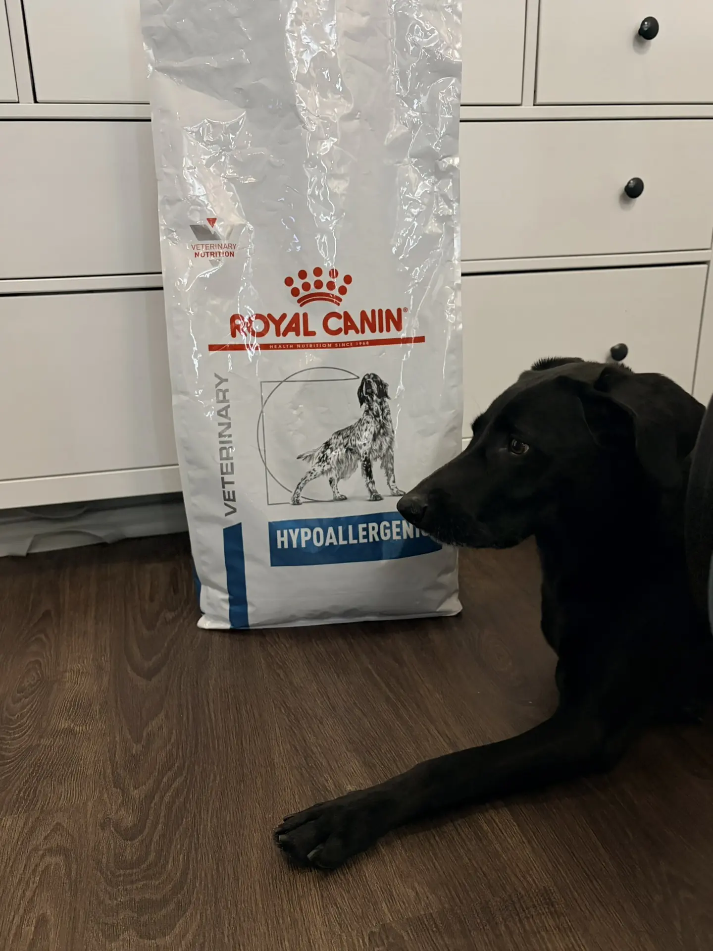 🐾 Наш опыт с Royal Canin Hypoallergenic