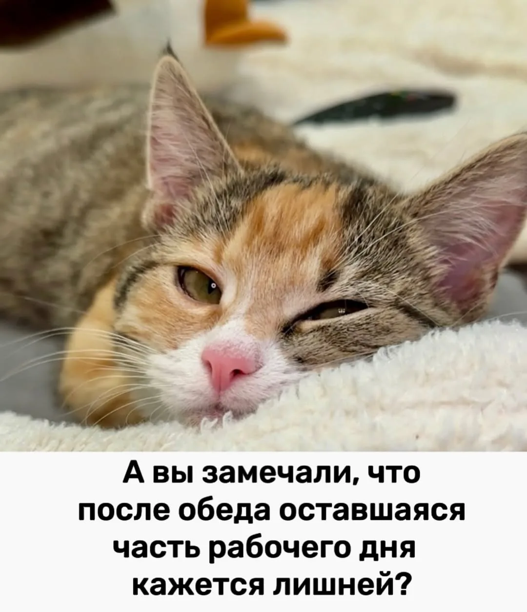 Ежик