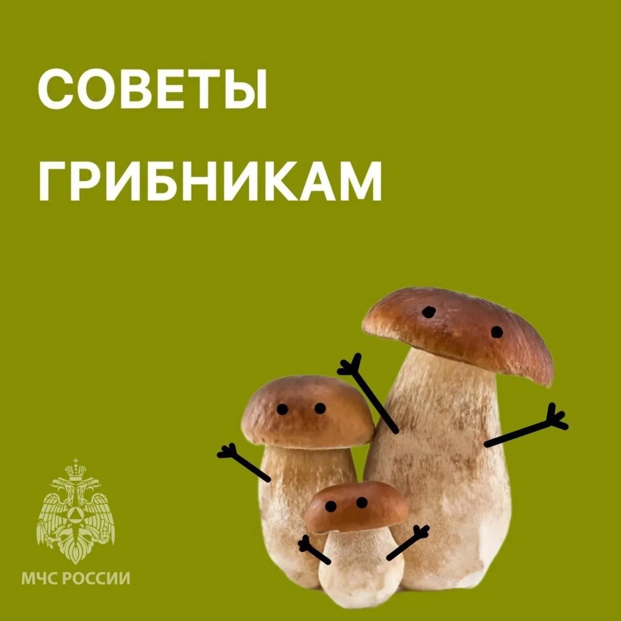 🍄 Совет грибникам: как не заблудиться и избежать встречи с медведем 🐻