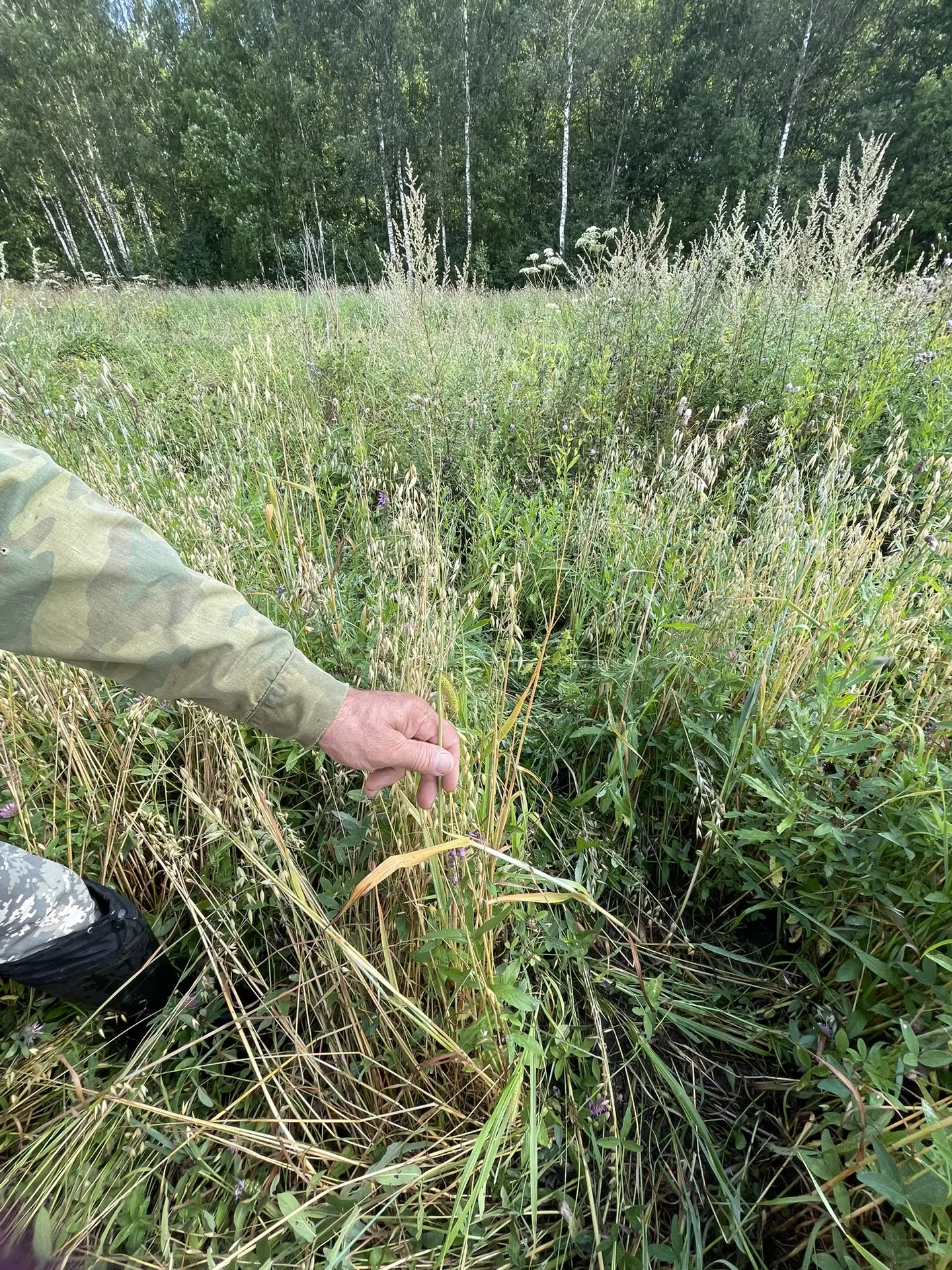 🔔В Новгородской области с 15 июня 2026 г., в целях сохранения эпизоотического благопол...