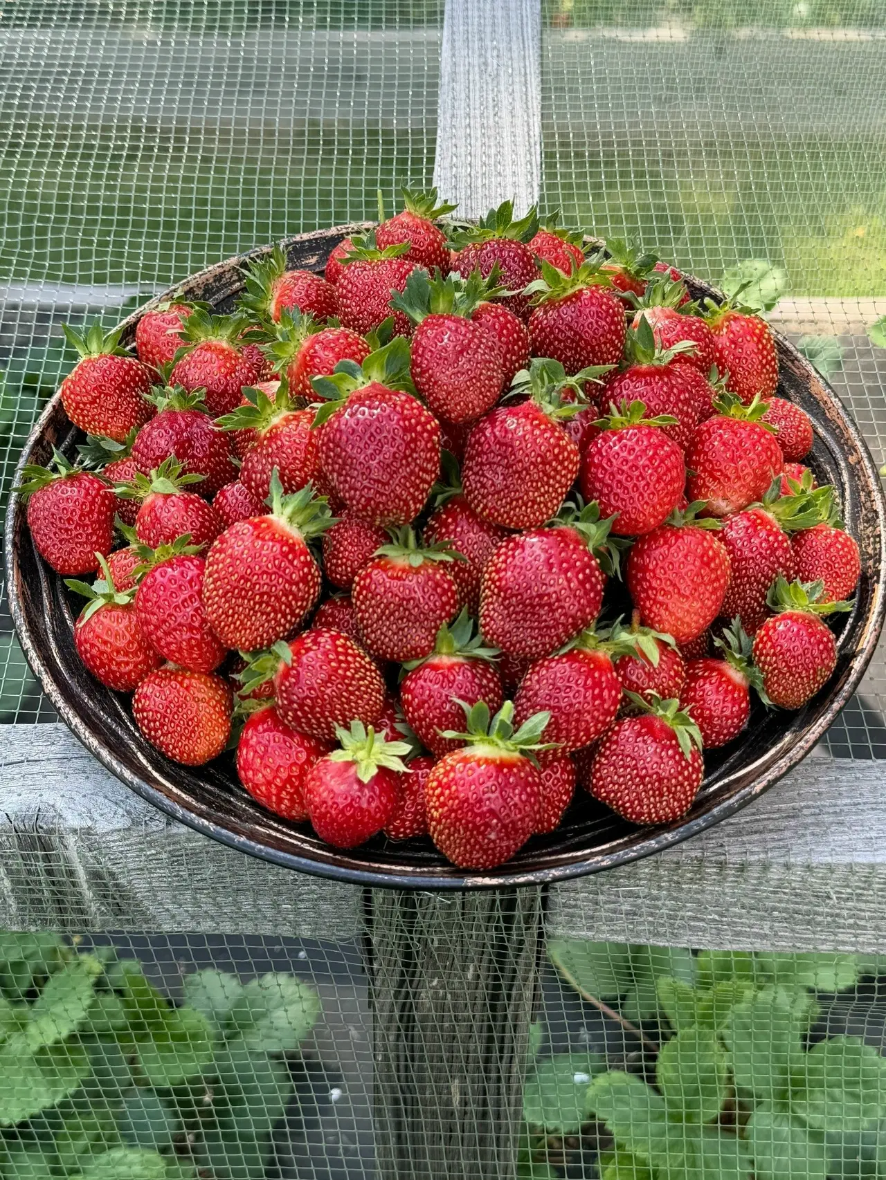 🍓 Пермячка Яна Редозубова показала июньский урожай клубники. Яркие, спелые и ароматные ягоды стали 