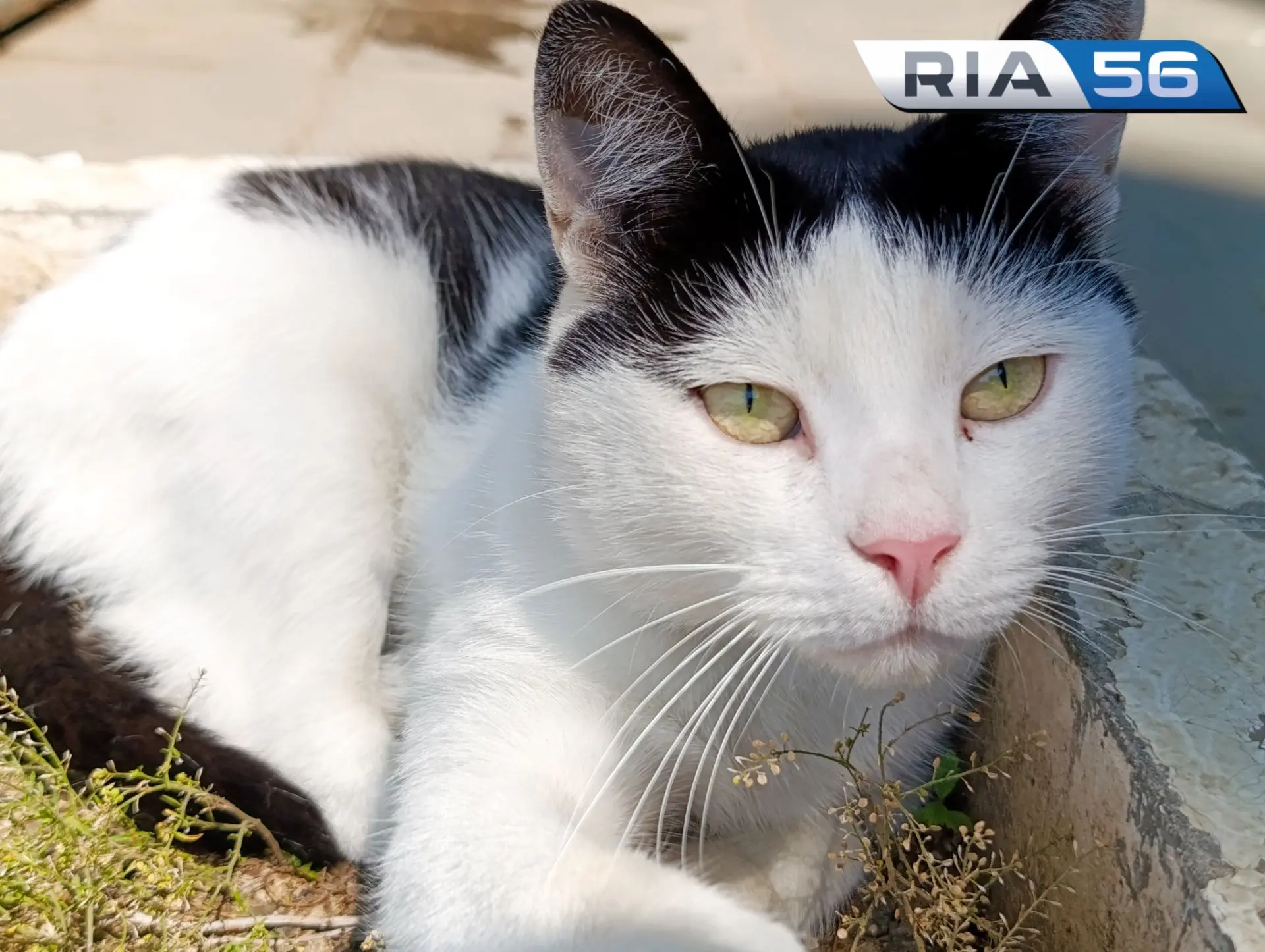 🐱Кошки понимают слова, а не только интонацию — Куклачев
